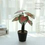 Planta Espiã Wi-Fi HD: Segurança Discreta com Estilo Moderno
